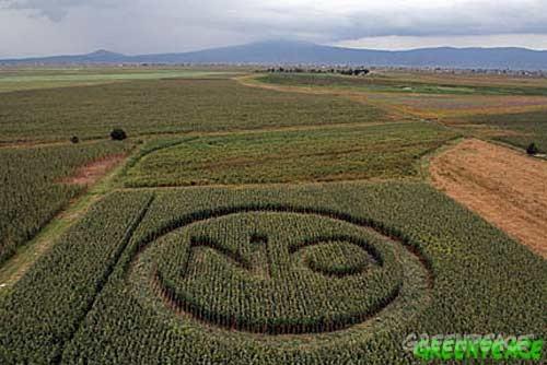 Los agricultores siguen pidiendo transgénicos