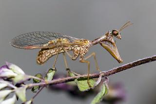 Para ampliar Mantispa styriaca hacer clic