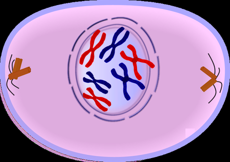 Profase de la mitosis