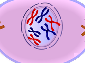 Profase mitosis