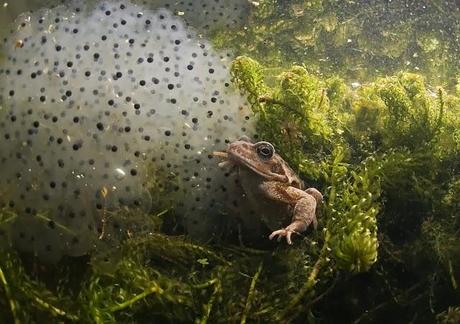 Modelos biológicos para la mitosis