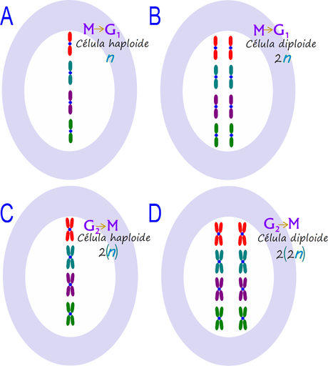 El efecto de la mitosis en un ciclo de vida, definición de haploide y diploide