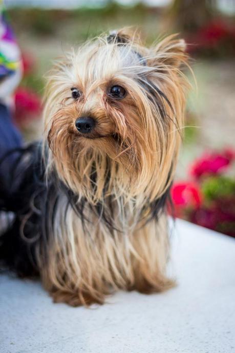 Cut Out Floral Shirt
