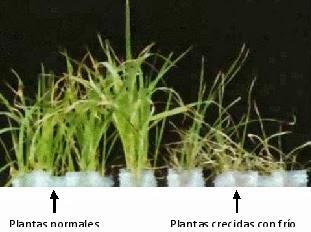 LAS PLANTAS TAMBIÉN SON PARA EL INVIERNO.