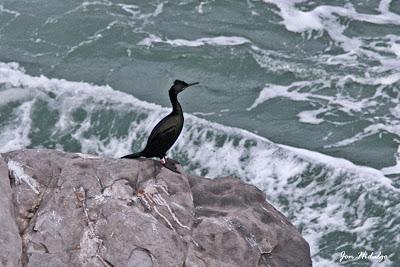 Historias de cormoranes: la llamada de la sangre