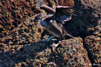 Historias de cormoranes: la llamada de la sangre
