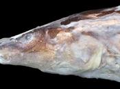 Nuevo género eléctrico descubierto América