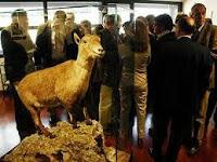 Celia, el bucardo que volvió de la extinción