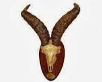 Celia, el bucardo que volvió de la extinción