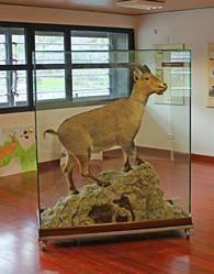 Celia, el bucardo que volvió de la extinción