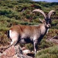 Celia, el bucardo que volvió de la extinción