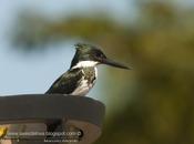 Martín pescador mediano (Amazon kingfisher) Chloroceryle amazona