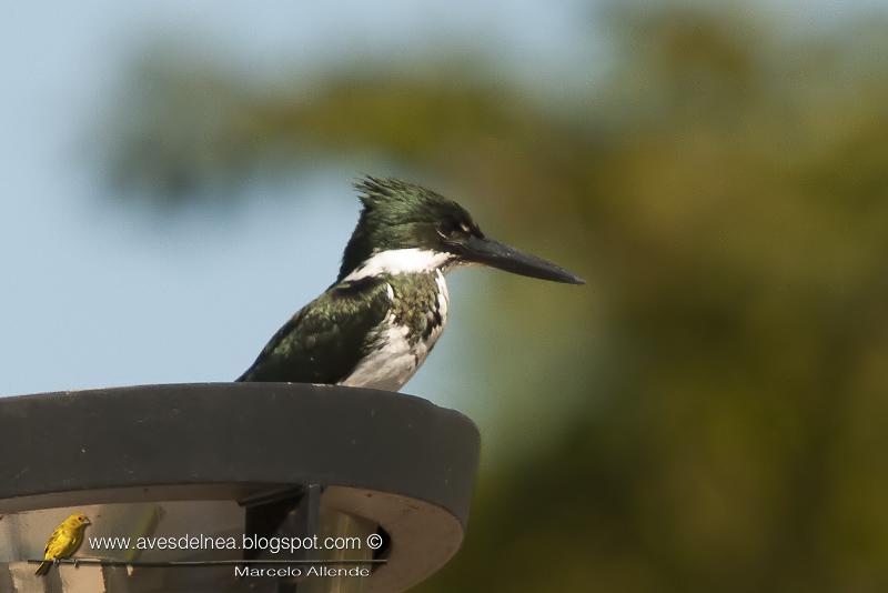 Martín pescador mediano (Amazon kingfisher) Chloroceryle amazona