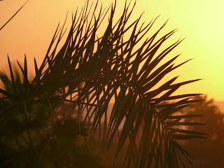 La vida en la verdad y la verdad en la vida: artículo de Juan de Dios Regodán