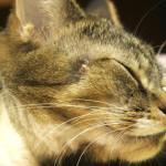 hemorragia pulmonar en los gatos