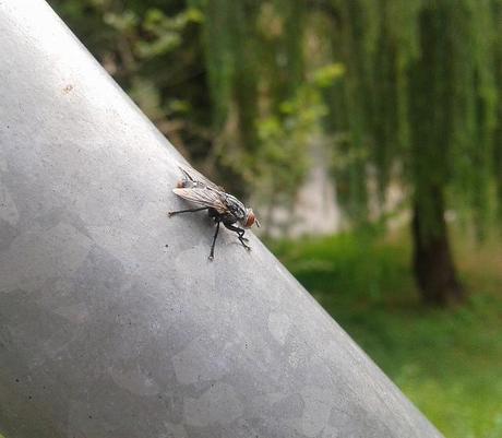 Androidografia Barakaldo 64 (con macro)