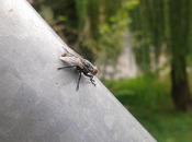 Dime presumes... Insecto
