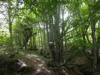 Hayedo en Fuente Dé, Cantabria, Polidas chamineras