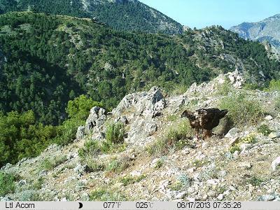 El quebrantahuesos visita la comarca de Almadén