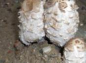 ENTORNO NATURAL. Coprinus comatus. 27/09/2013