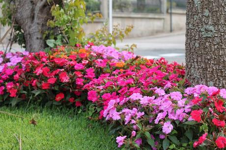 fifth day: Isla de Toralla photo 9.jpg