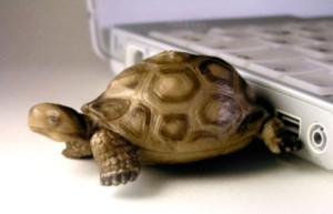 USB-con-forma-de-tortuga