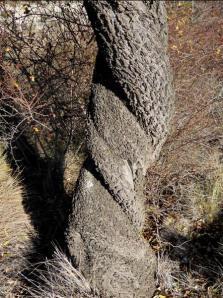 CAPRICHOS NATURALES contorsionismo megustaelmedionatural