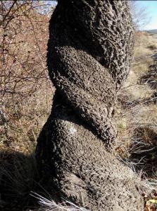 CAPRICHOS NATURALES contorsionismo  megustaelmedionatural