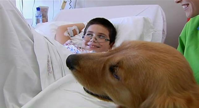 Perros terapéuticos ayudan a los niños ingresados en hospitales