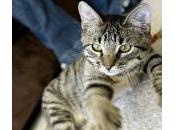 Cómo hacer gato arañe cosas