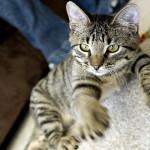 Cómo hacer que tu gato no arañe las cosas hacer que tu gato no arañe las cosas