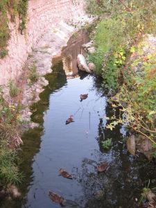 Patos en Sóller