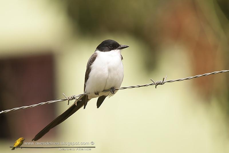 Tijeretas temporada primavera verano 2013
