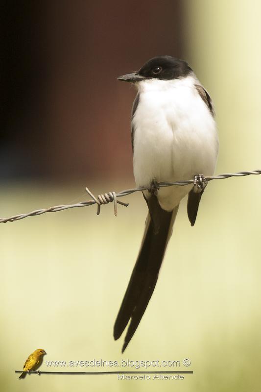 Tijeretas temporada primavera verano 2013