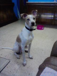 Consejos Para Perros: Adopcion urgente