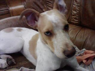 Consejos Para Perros: Adopcion urgente