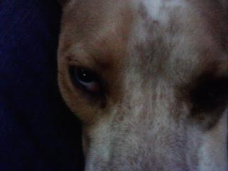 Consejos Para Perros: Adopcion urgente