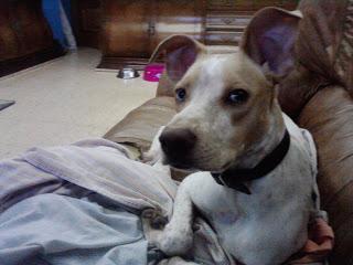 Consejos Para Perros: Adopcion urgente