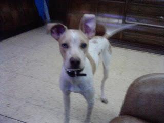 Consejos Para Perros: Adopcion urgente