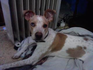 Consejos Para Perros: Adopcion urgente