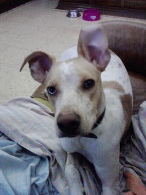 Consejos Para Perros: Adopcion urgente