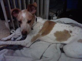 Consejos Para Perros: Adopcion urgente