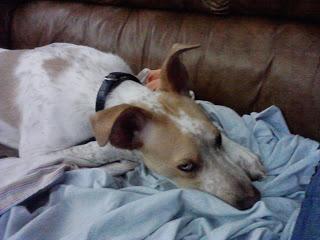 Consejos Para Perros: Adopcion urgente