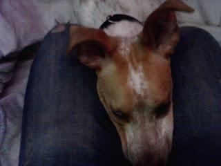 Consejos Para Perros: Adopcion urgente