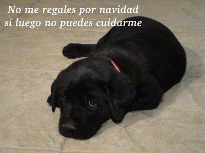 ¡NO REGALES UN ANIMAL POR NAVIDAD,NO ES UN JUGUETE!