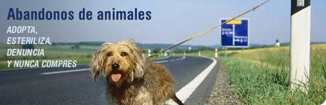 ¡NO REGALES UN ANIMAL POR NAVIDAD,NO ES UN JUGUETE!