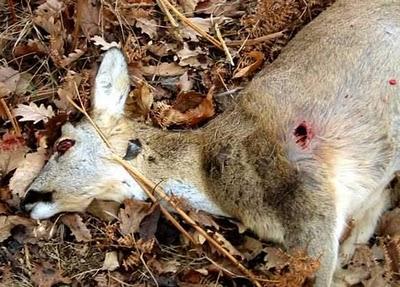 EL HOMBRE Y LA CAZA Y PESCA DEPORTIVAS