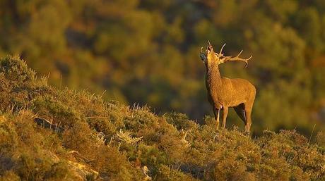 La España mágica donde asistir al espectáculo de la berrea