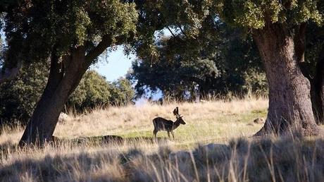 La España mágica donde asistir al espectáculo de la berrea