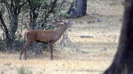 La España mágica donde asistir al espectáculo de la berrea